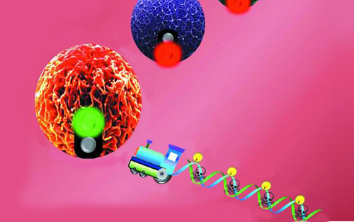 纳米药物能教免疫系统识别并杀伤肿瘤细胞