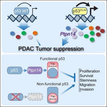 P53罕见突变有望突破癌中之王——胰腺癌