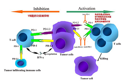 图：PD-L1/PD-1免疫抑制剂激活自身免疫细胞发挥抗肿瘤活性